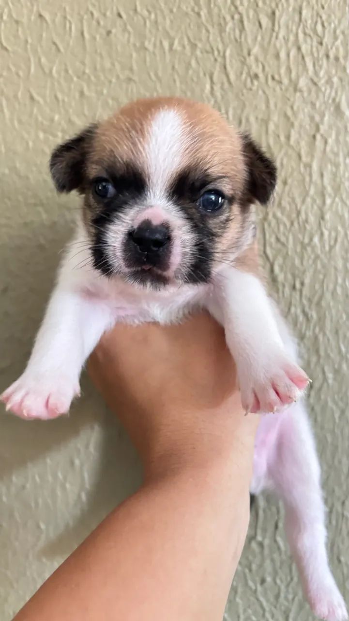 Cachorro  - Foto 3