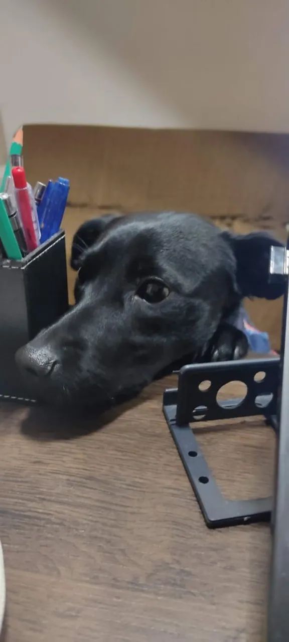 Animalzinho 