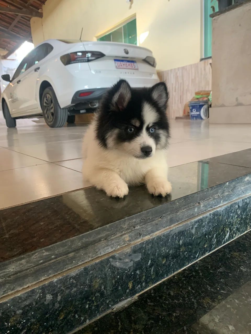Filhote de Pomsky - Foto 2