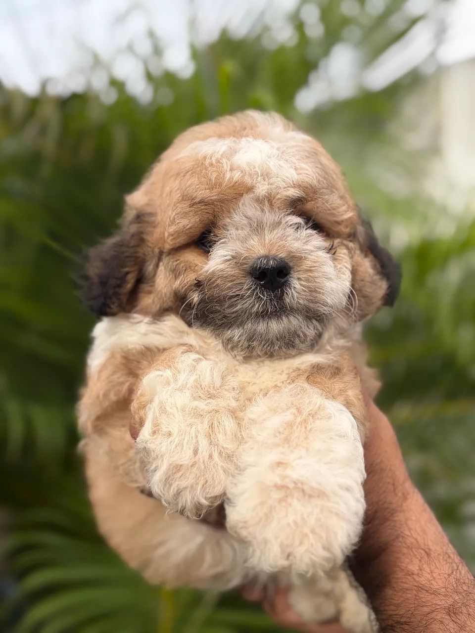 Shih tzu MACHO - Foto 3