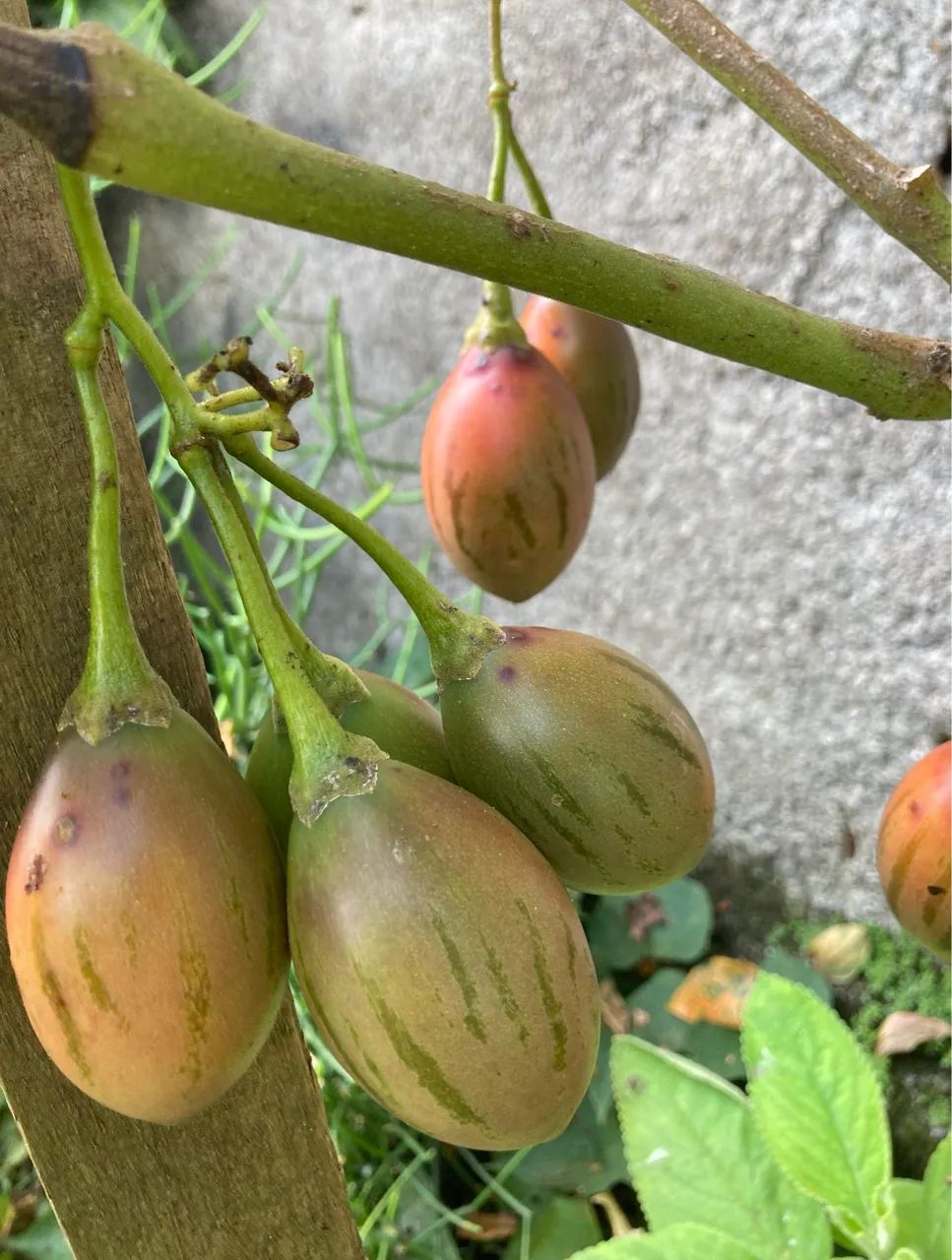 Vendo pé de tomate japonês produzindo.