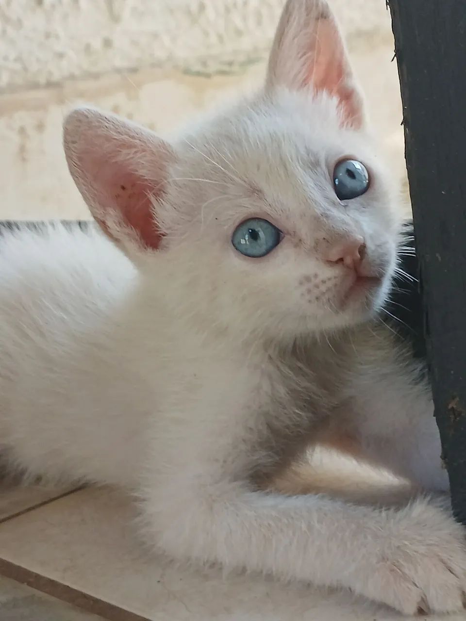 Gatos adoção  - Foto 5