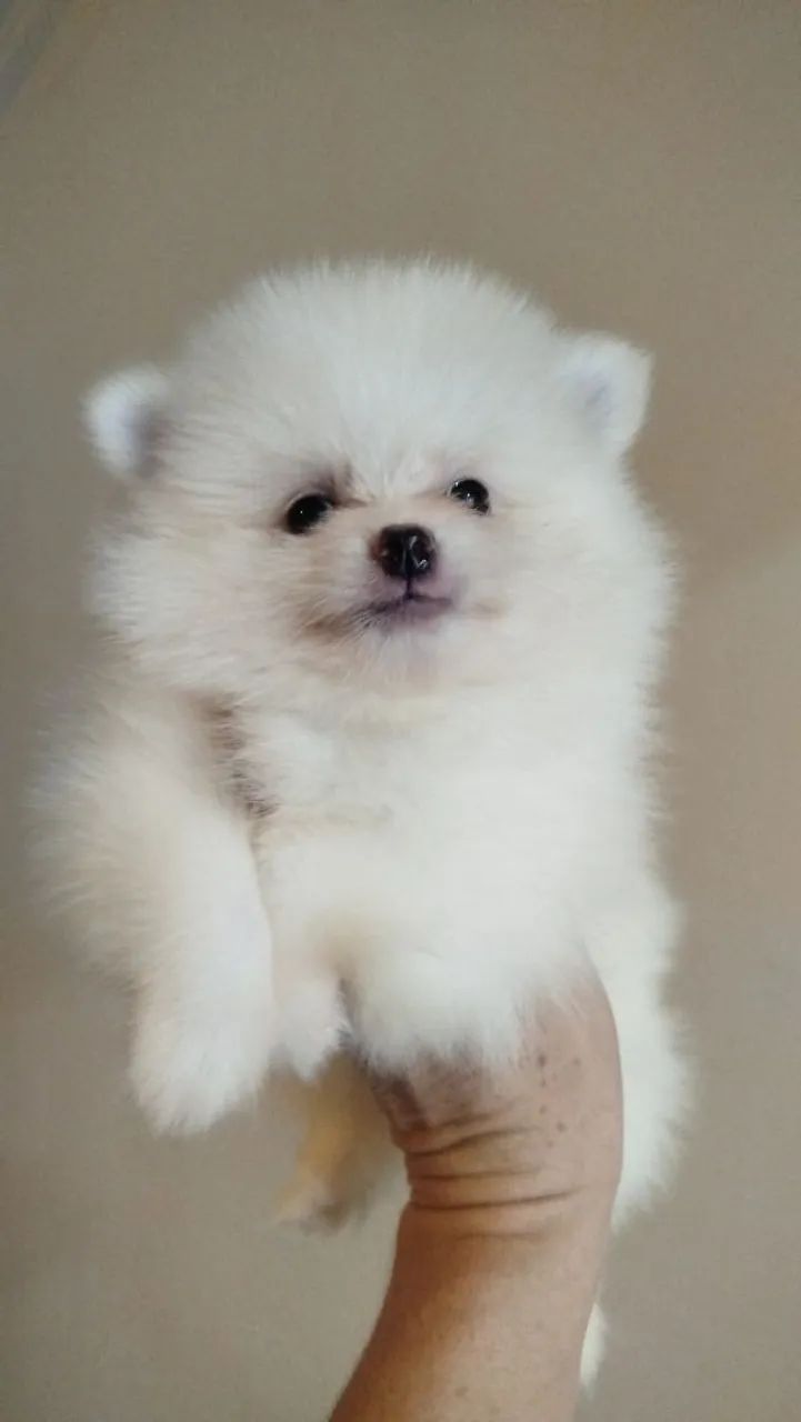 Spitz alemão macho  - Foto 4
