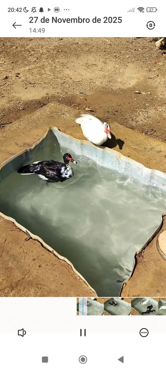 Patos - Foto 3