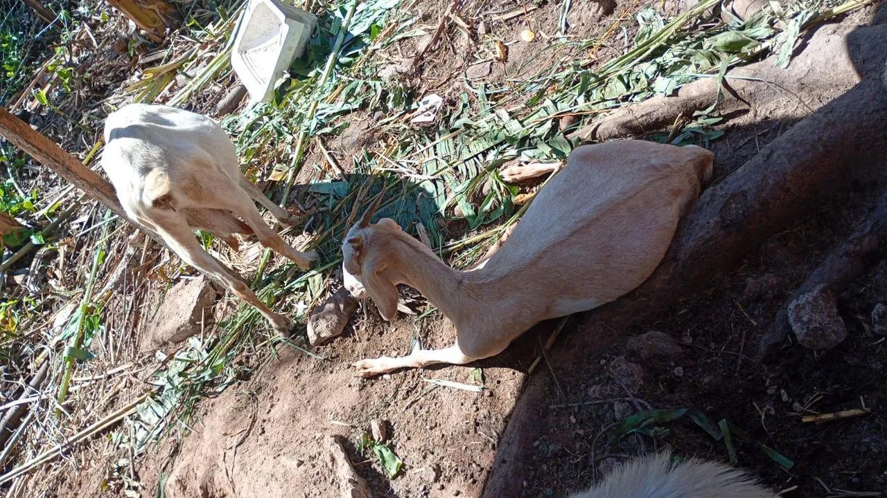 Cabritos e cabras - Foto 2