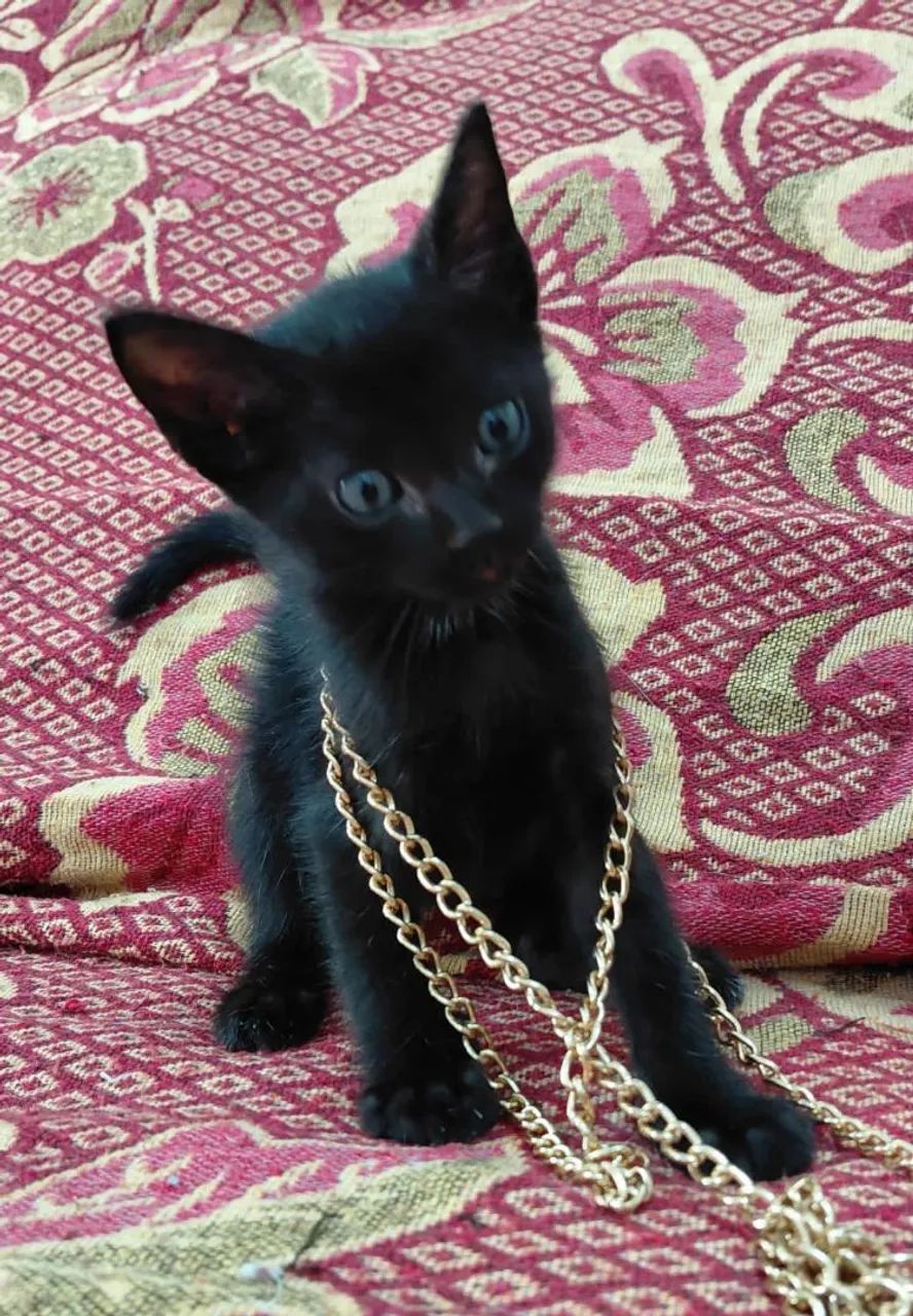 Gatinhos adoção  - Foto 2