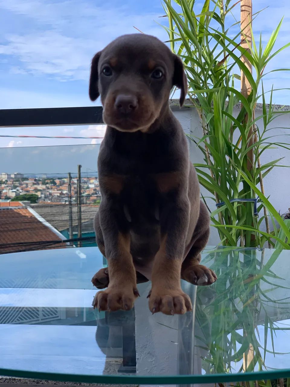 Filhote de Doberman  - Foto 5