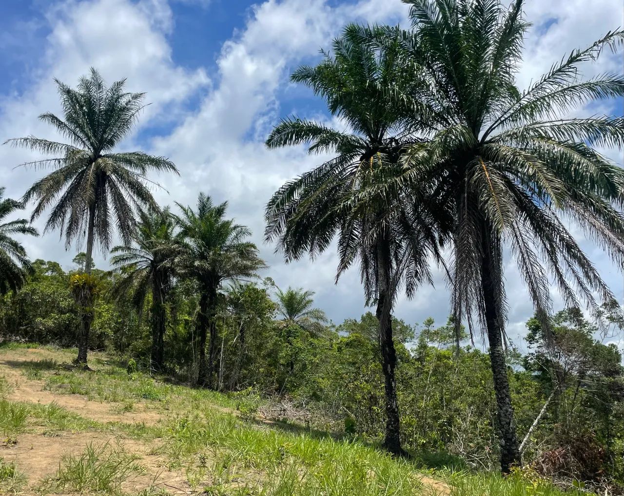 Sítio em Aldeia - 3 escrituras- Excelente investimento - Foto 3