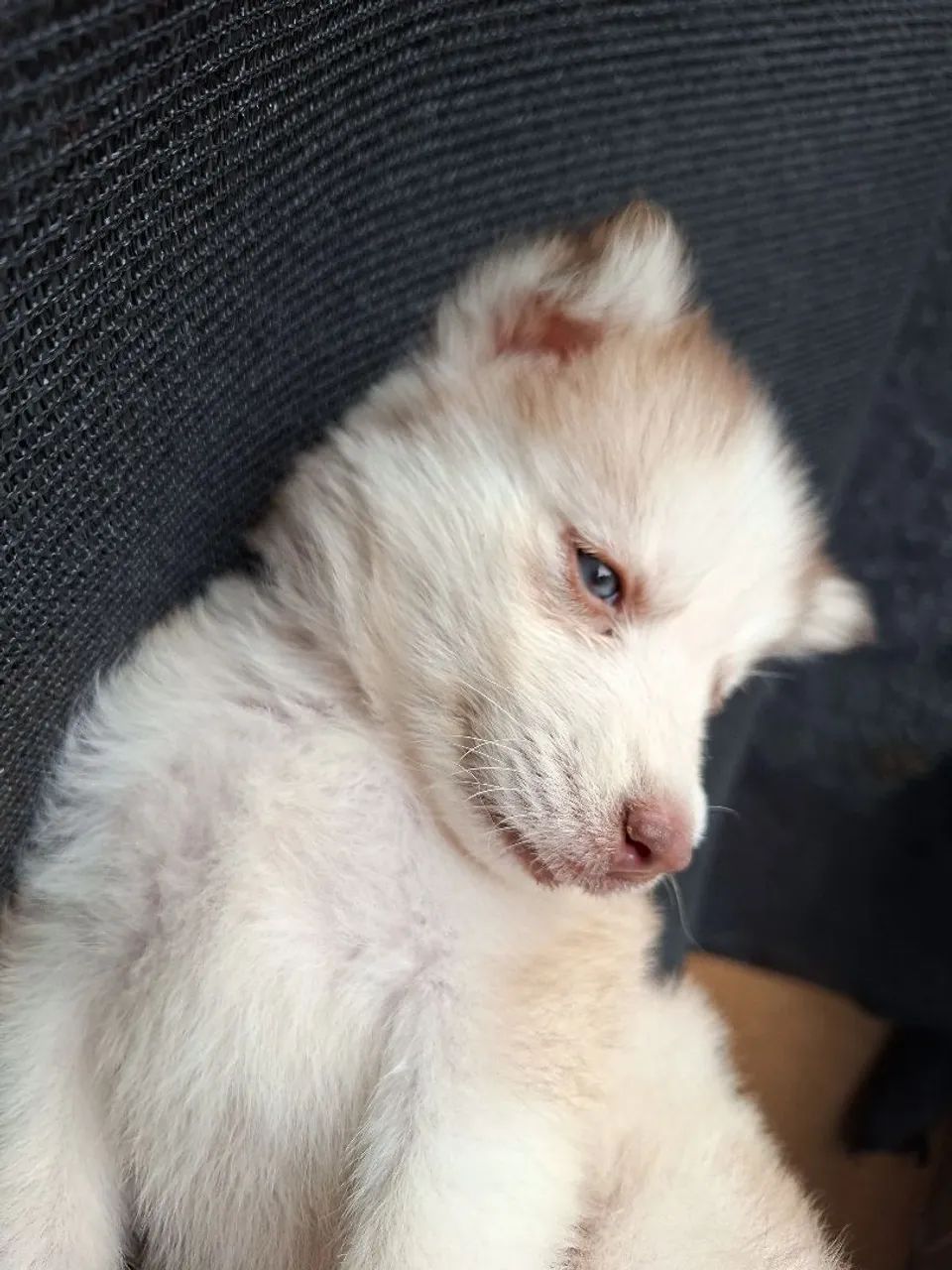 Husky 