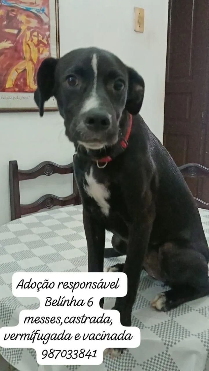 Cadelas 
