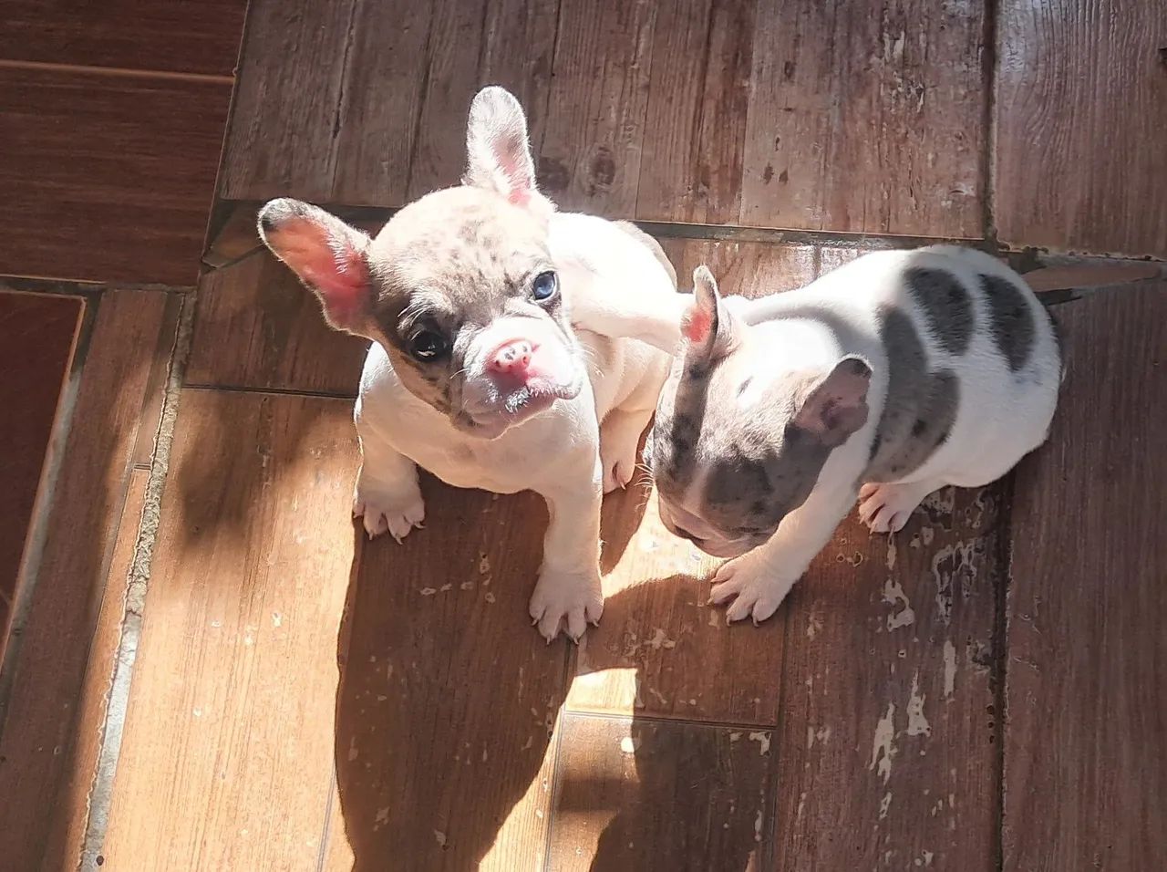 Cães 
