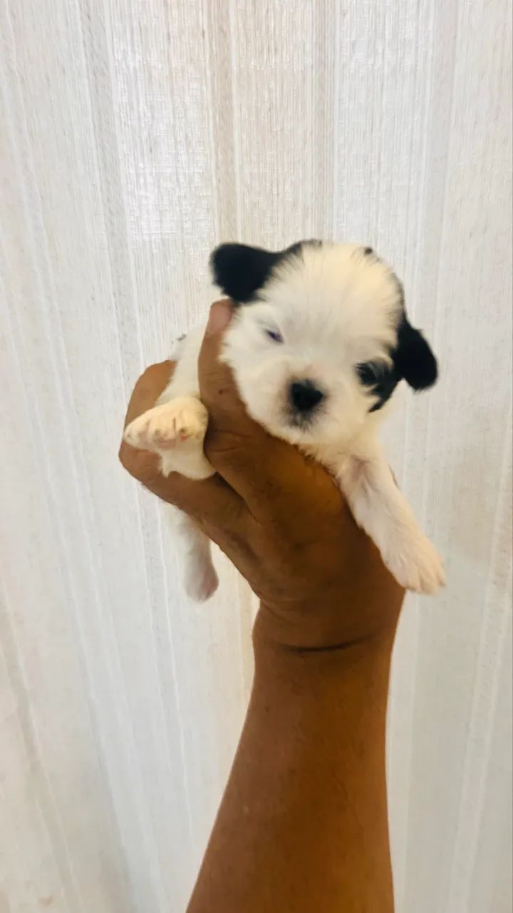 CACHORRO Shitszu s  - Foto 4