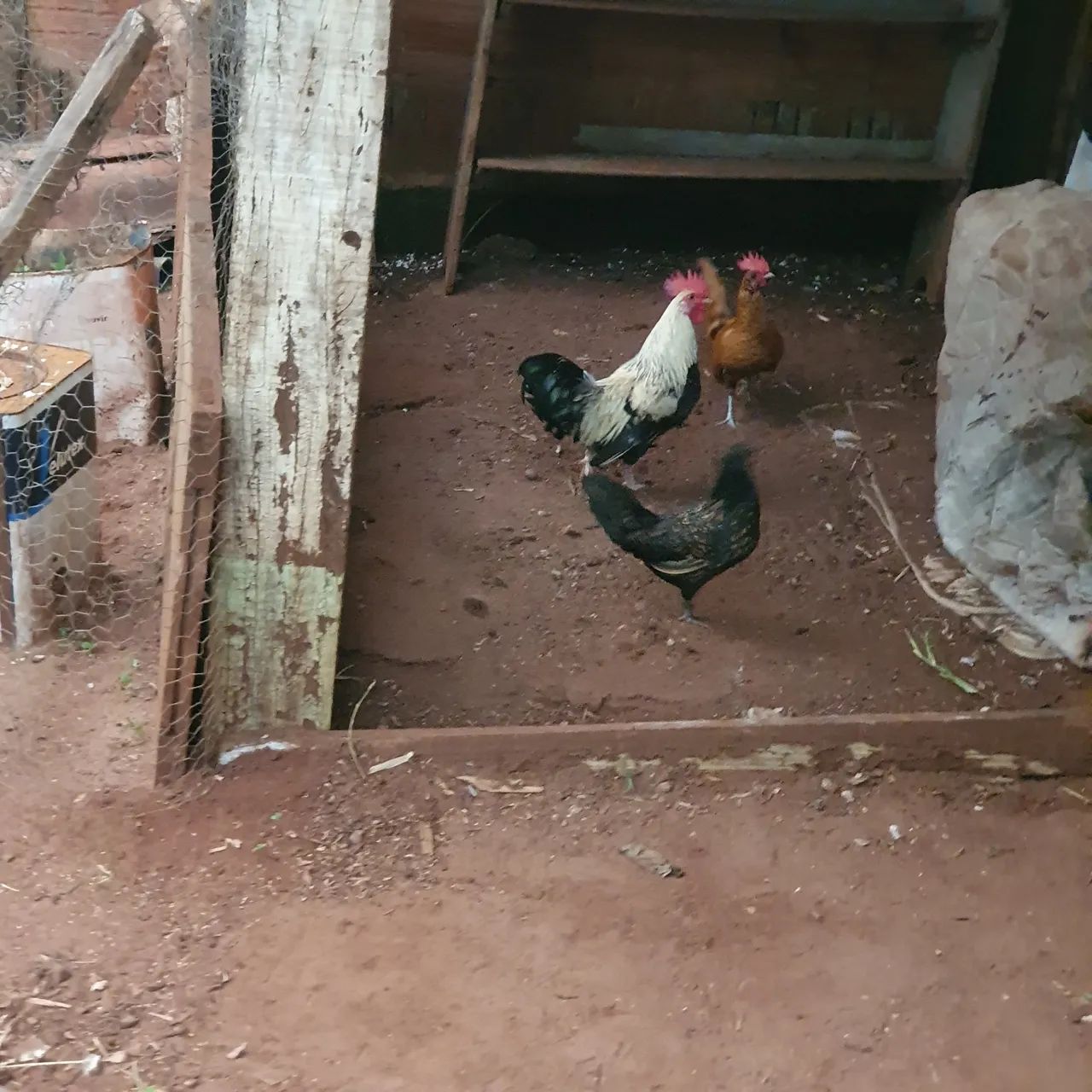 Galo e  galinha (galinhos) 7 garnizés  - Foto 3
