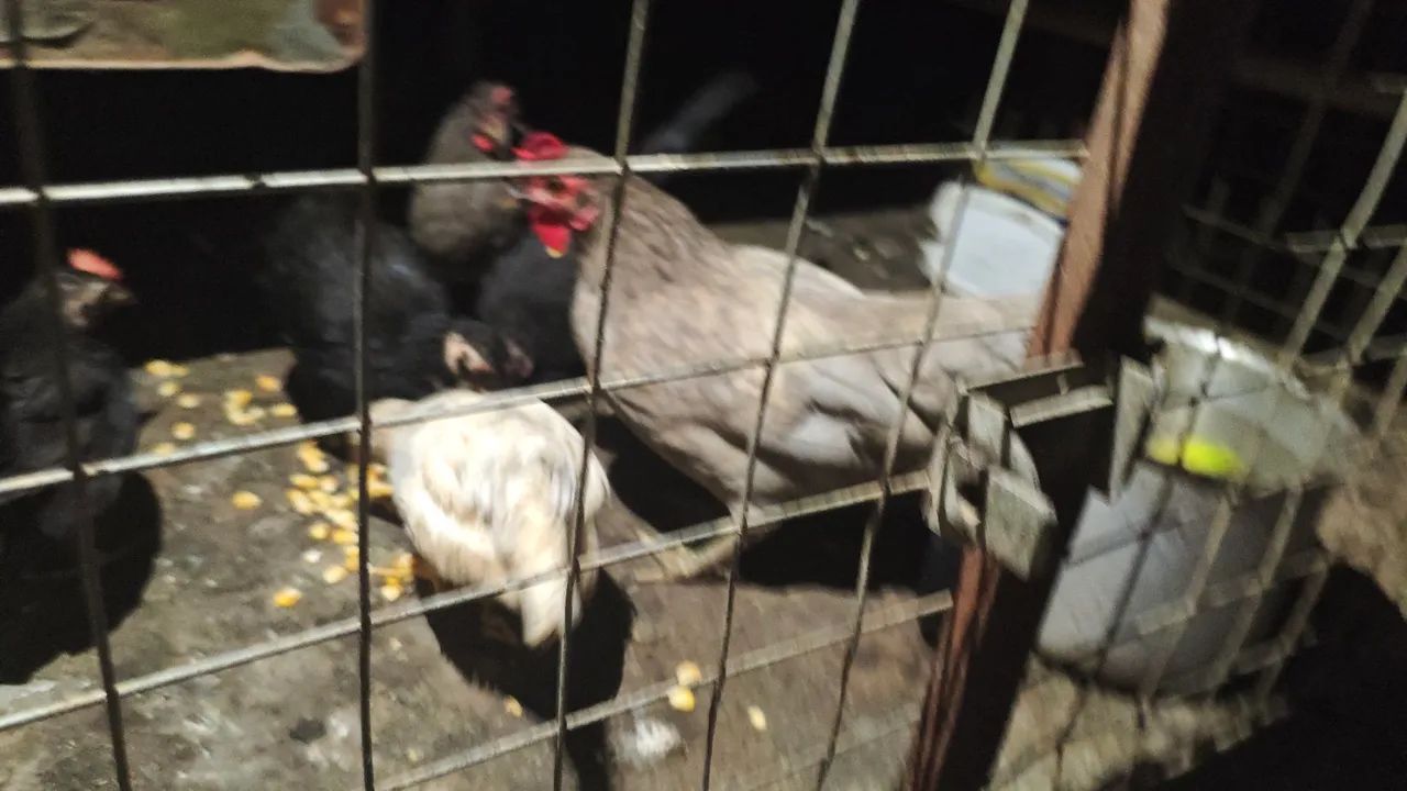 Galinhas garnizé - Foto 3