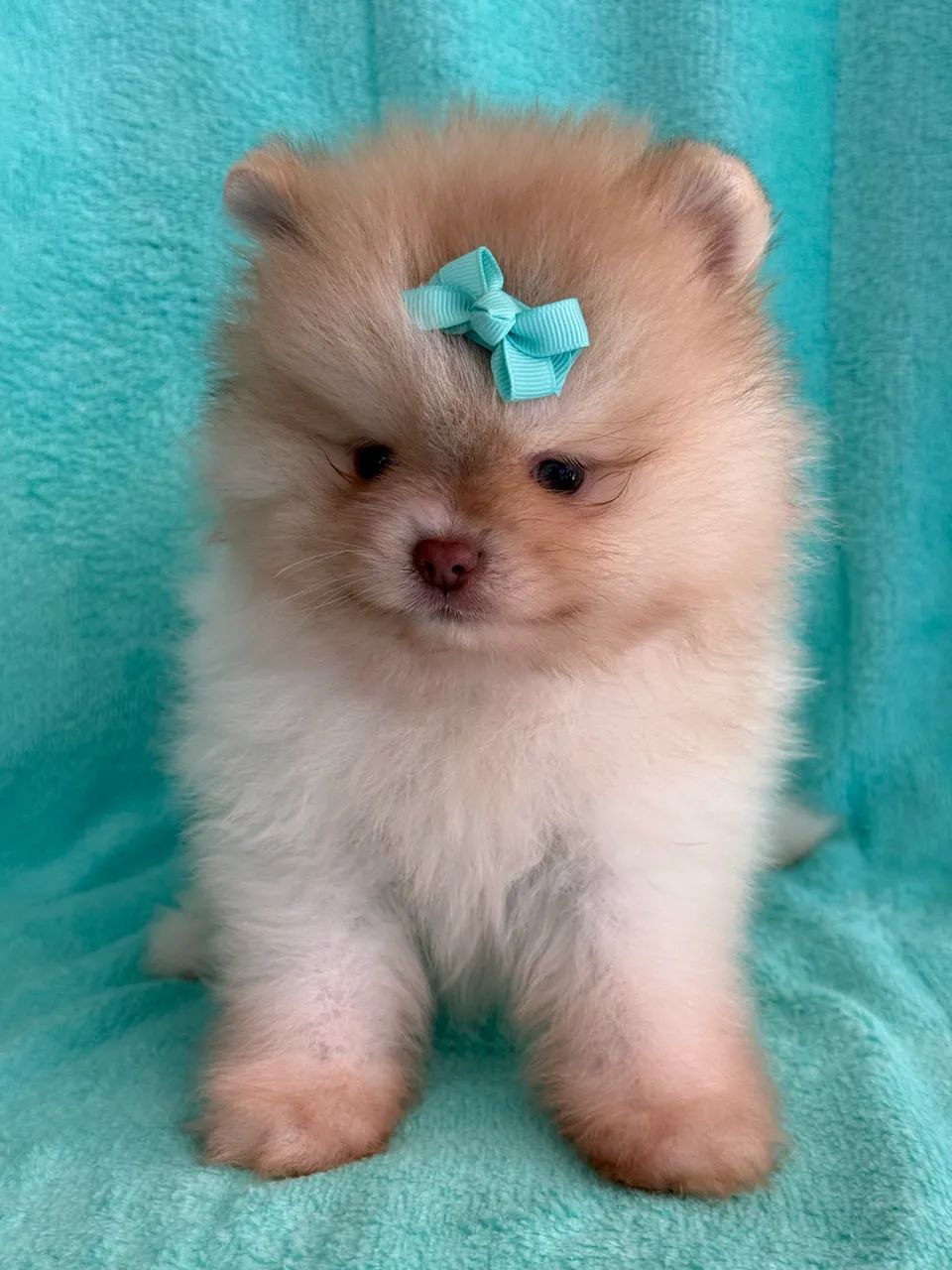 Spitz Alemão 