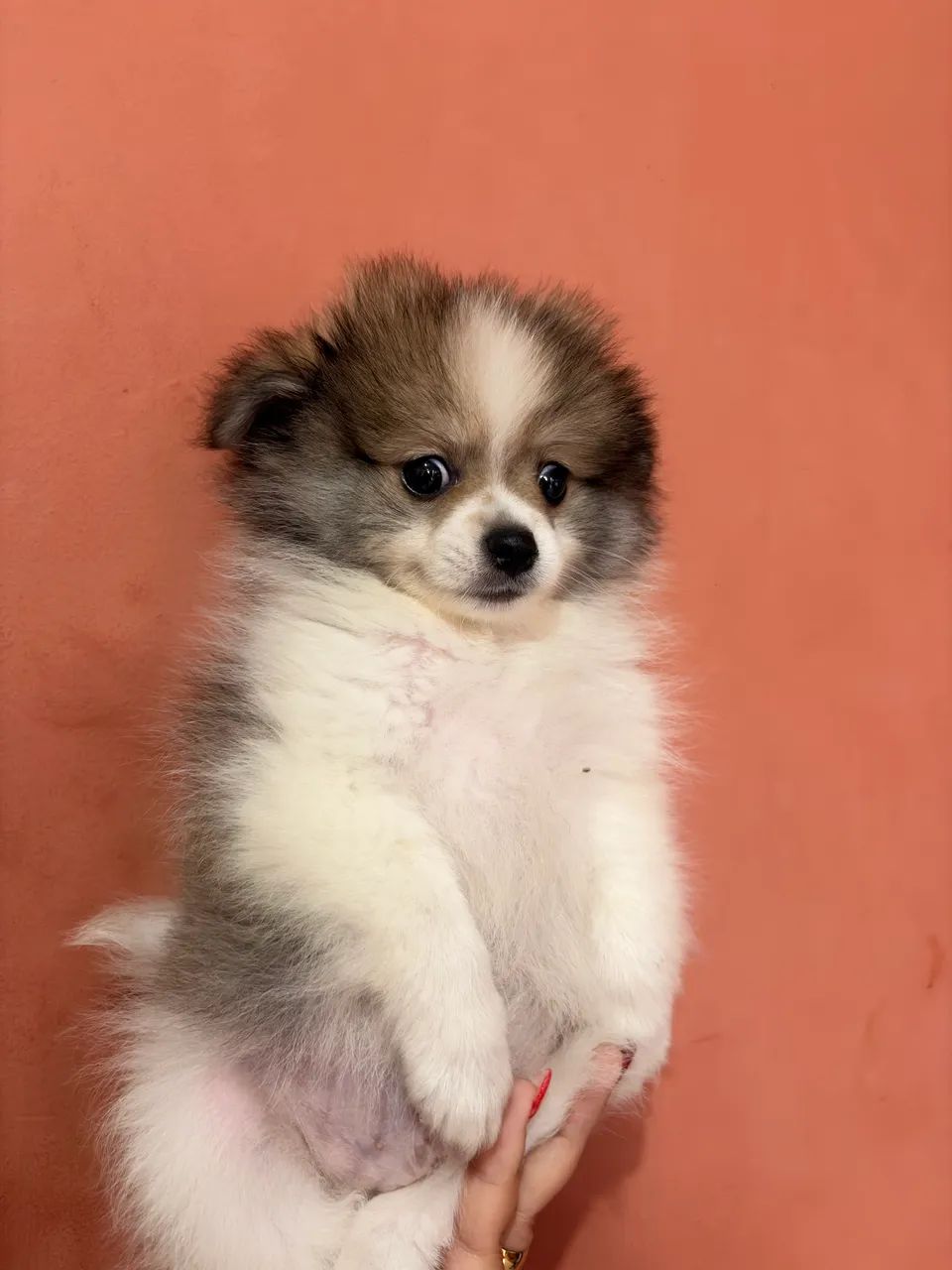 Spitz Alemão  - Foto 2