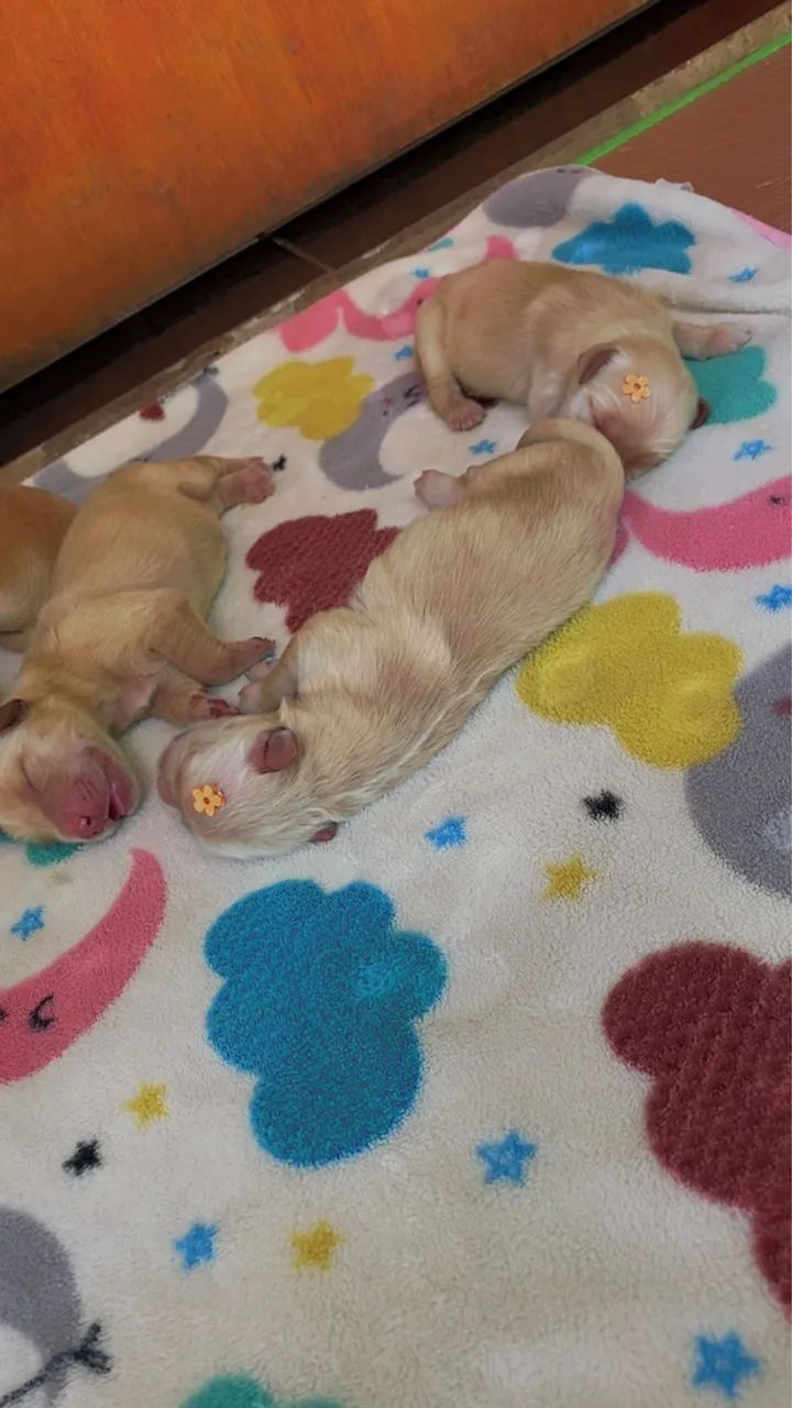 Golden Retriever  - Foto 2