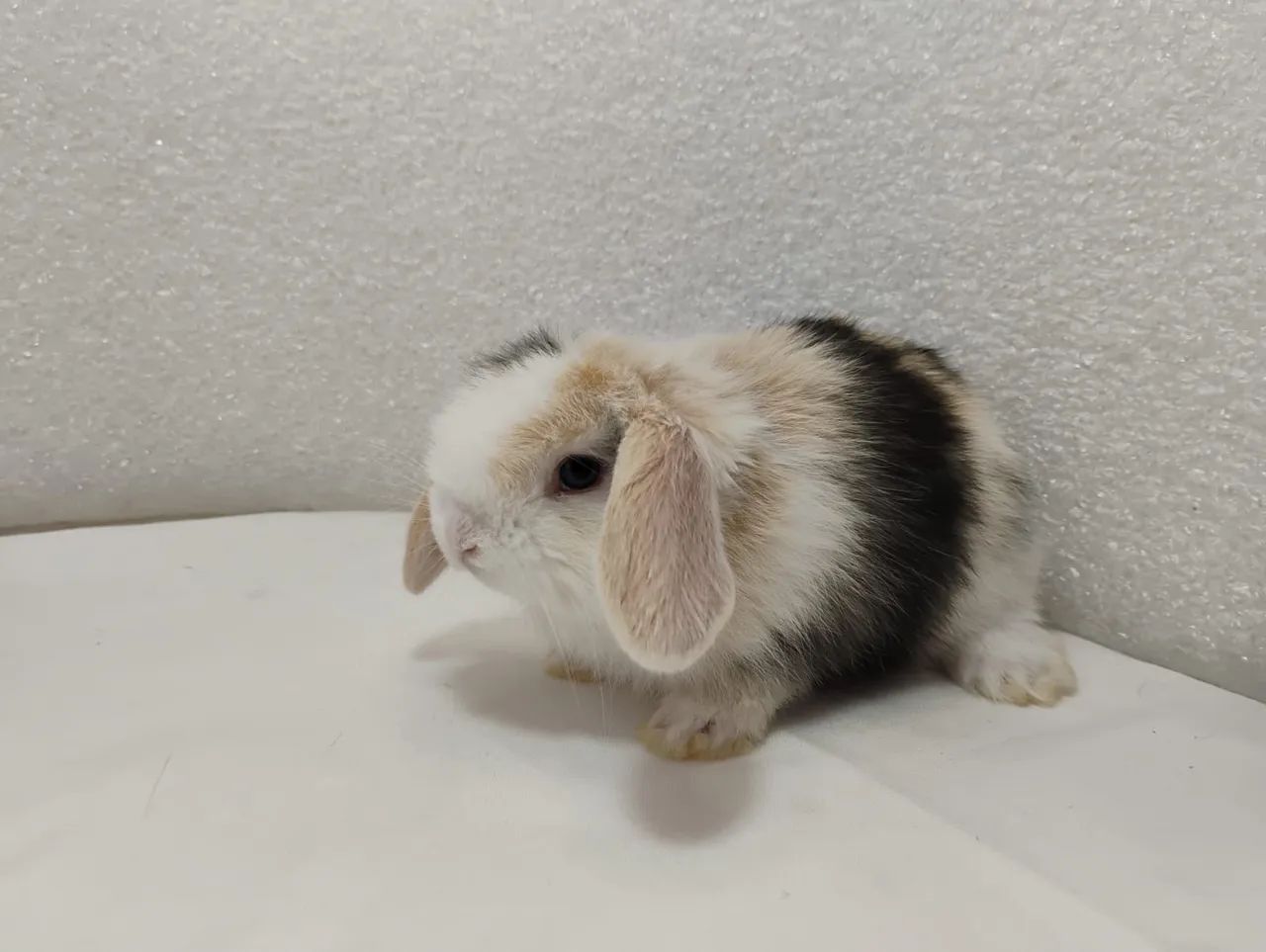 Mini Coelhos Mini Lop - Foto 5