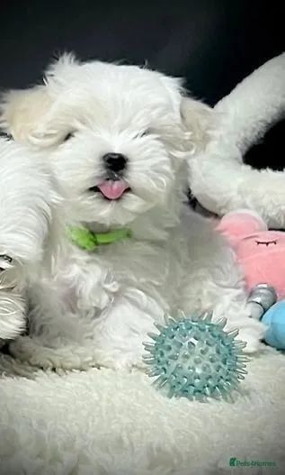 Cãozinho Maltês miniatura e muito carinhoso com a família