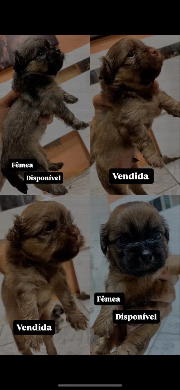 Filhotes de shih-tzu com poddle  - Foto 3