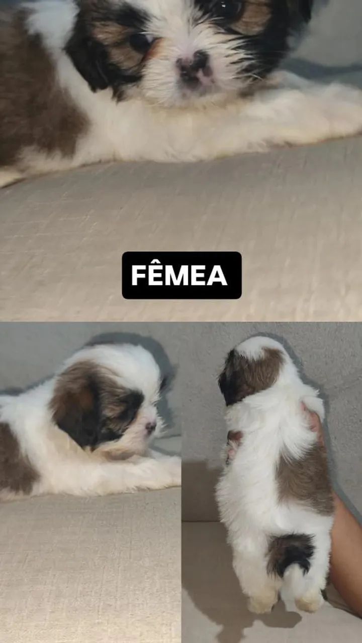 Shitzu promoção  - Foto 2