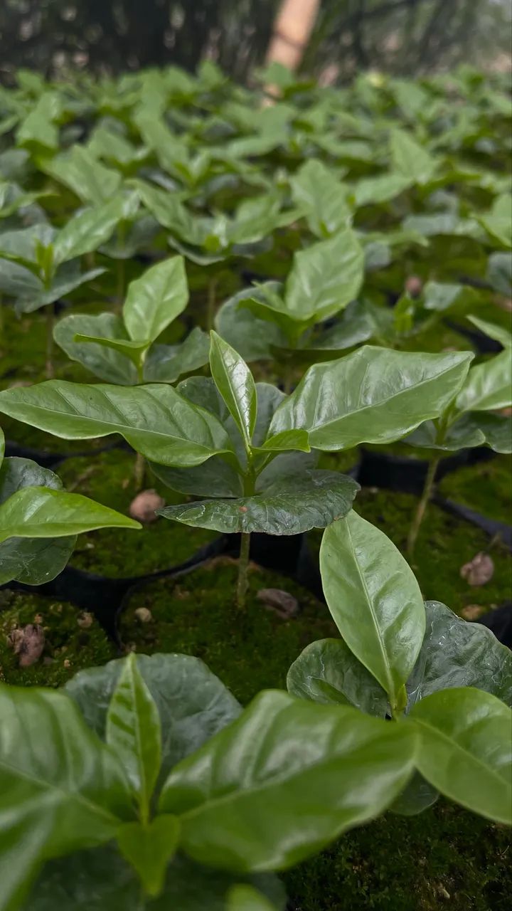 Mudas de café Arara e 144 - Foto 3