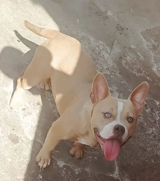 Animais  - Foto 2