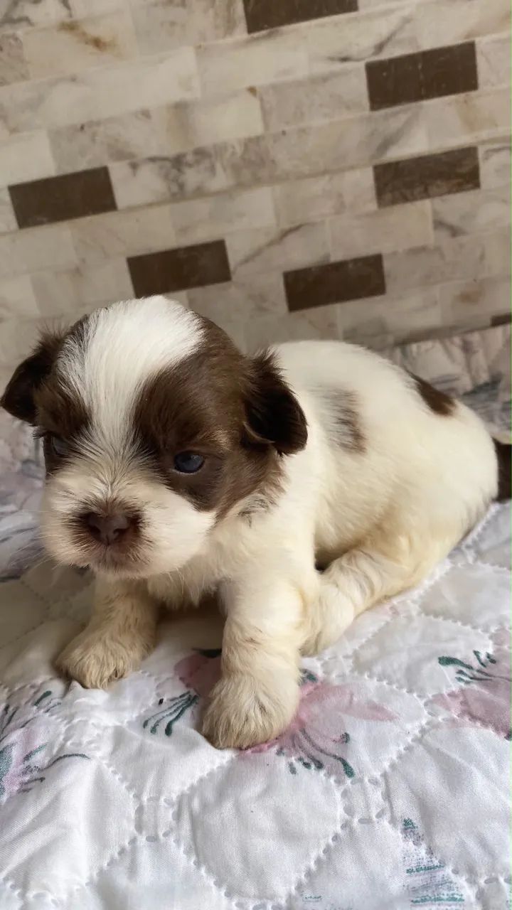 Vendo shitzu  - Foto 5