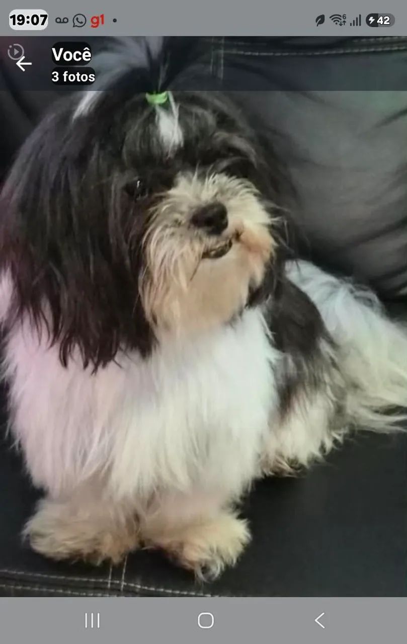 Dog femea Shituzu.   - Foto 4