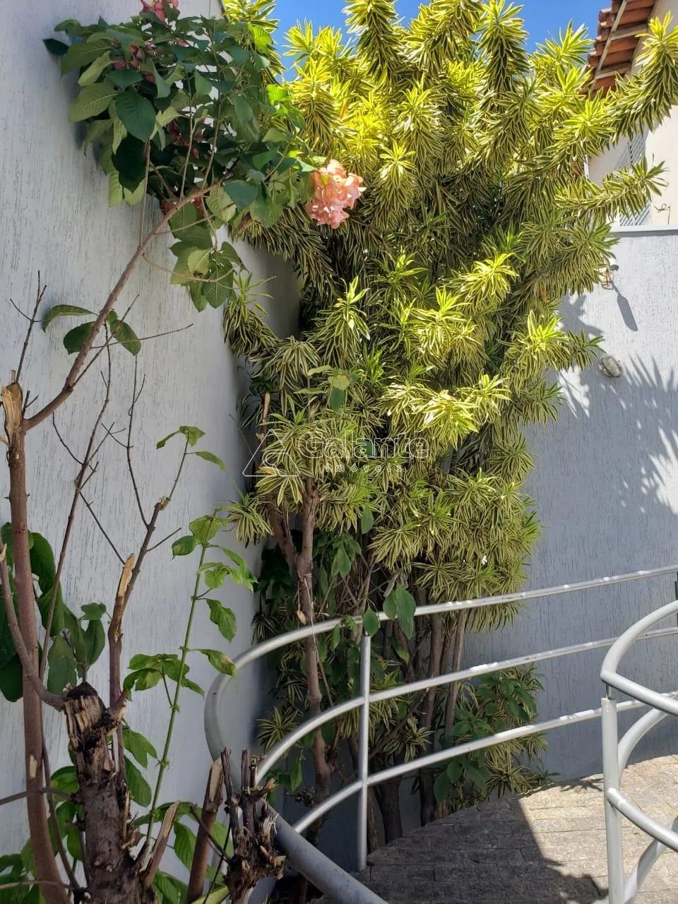 casa - Centro - Campinas - Foto 2