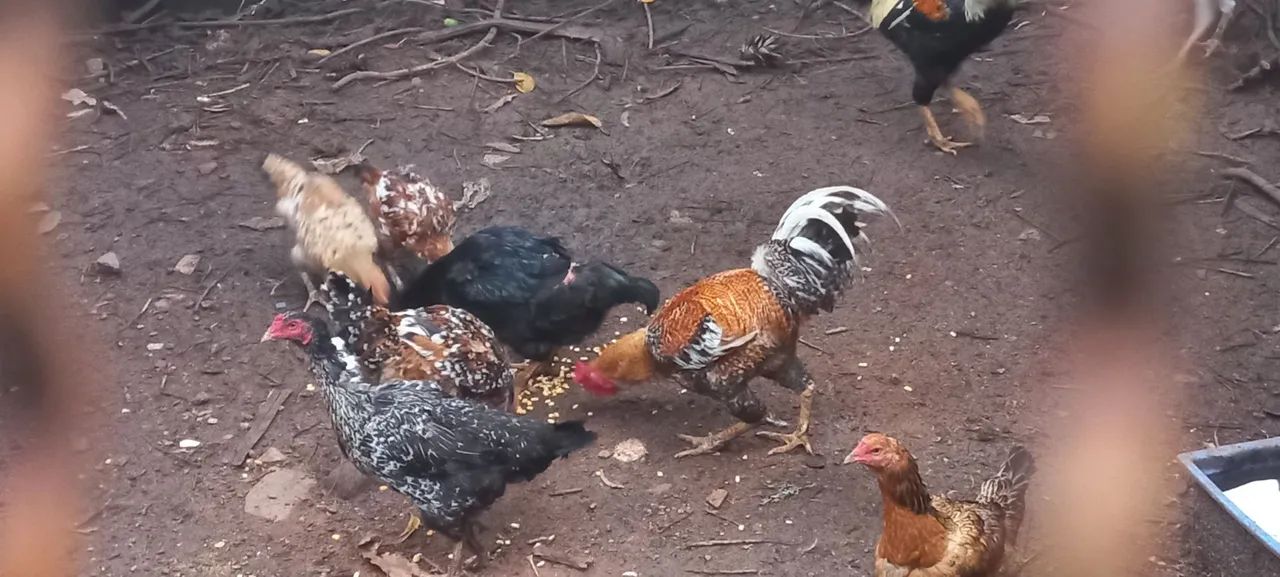 Galinhas e ? galos ?  - Foto 2