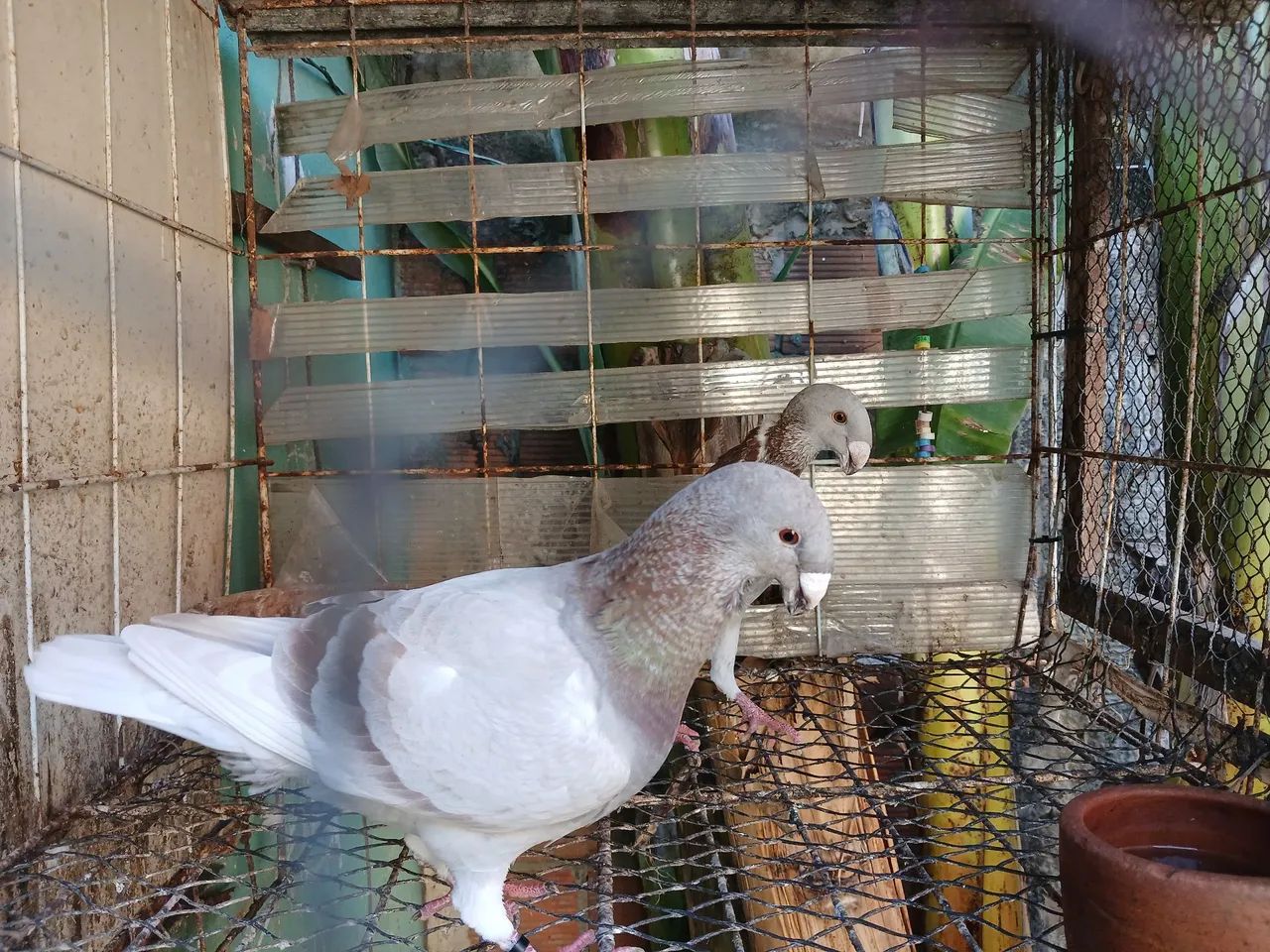 Gaiola 