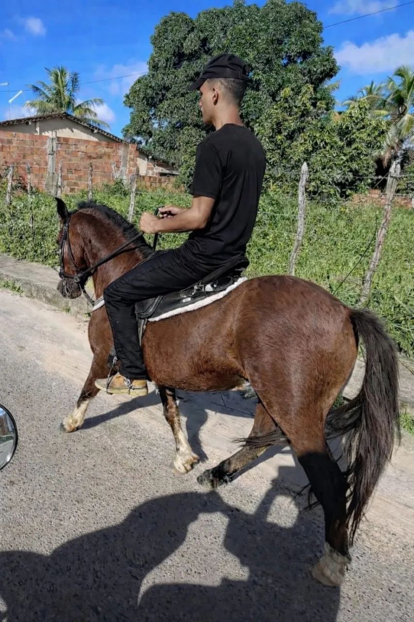 pônei  - Foto 4