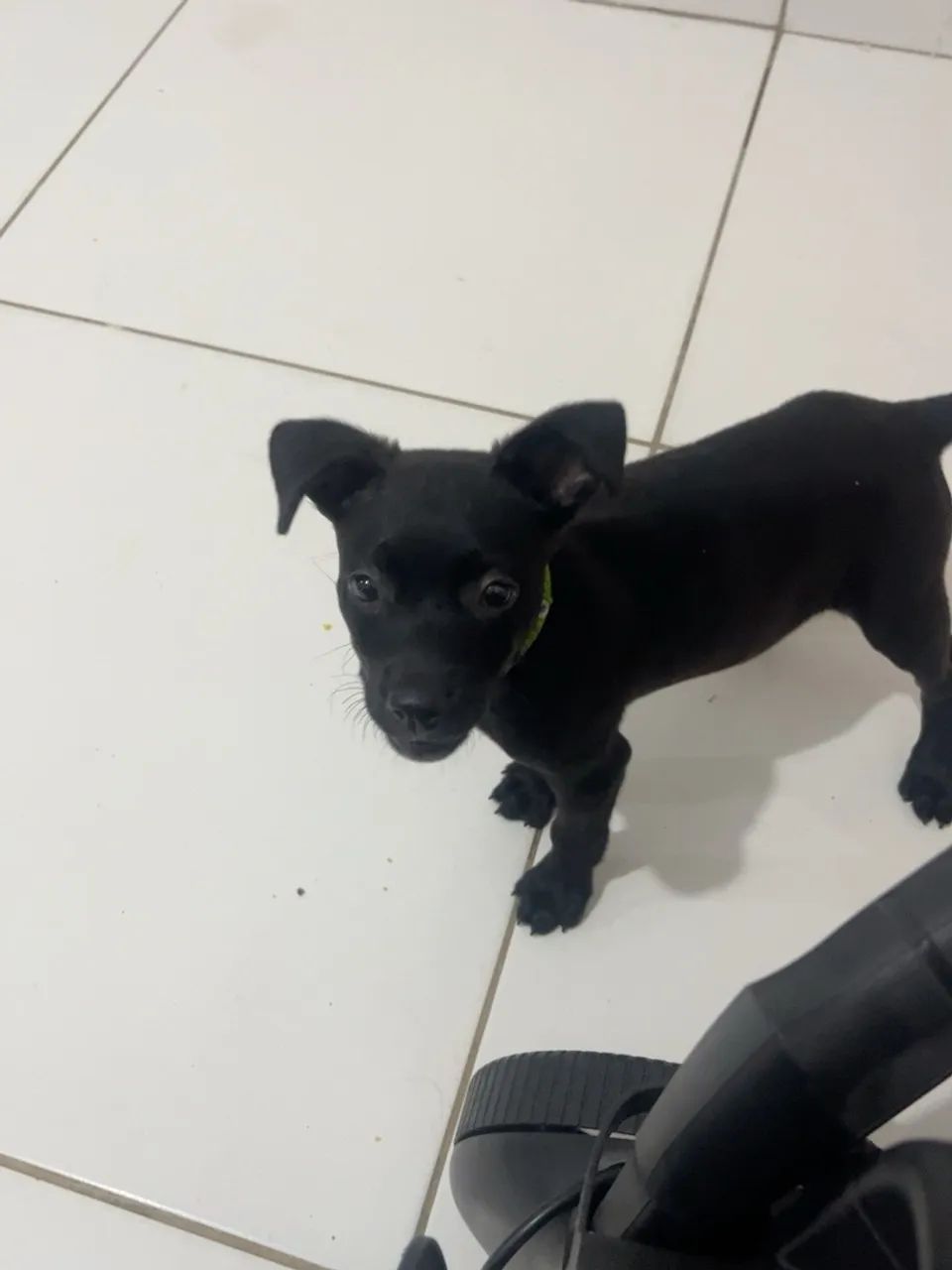 cachorro 