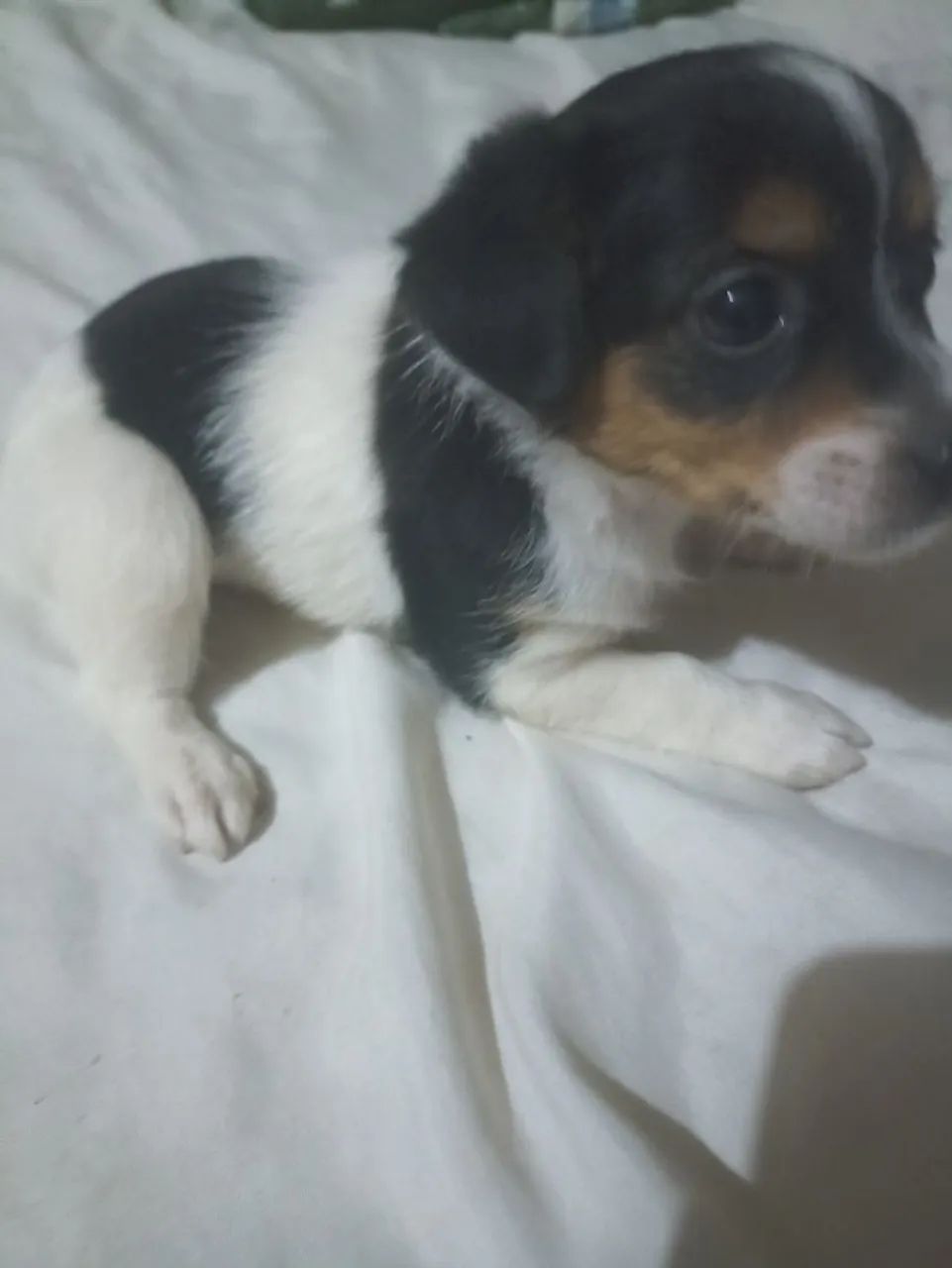 Vendo pincher 