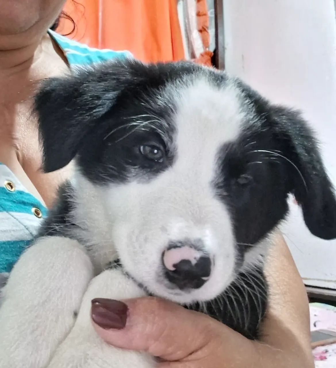 Border Collie - Foto 2
