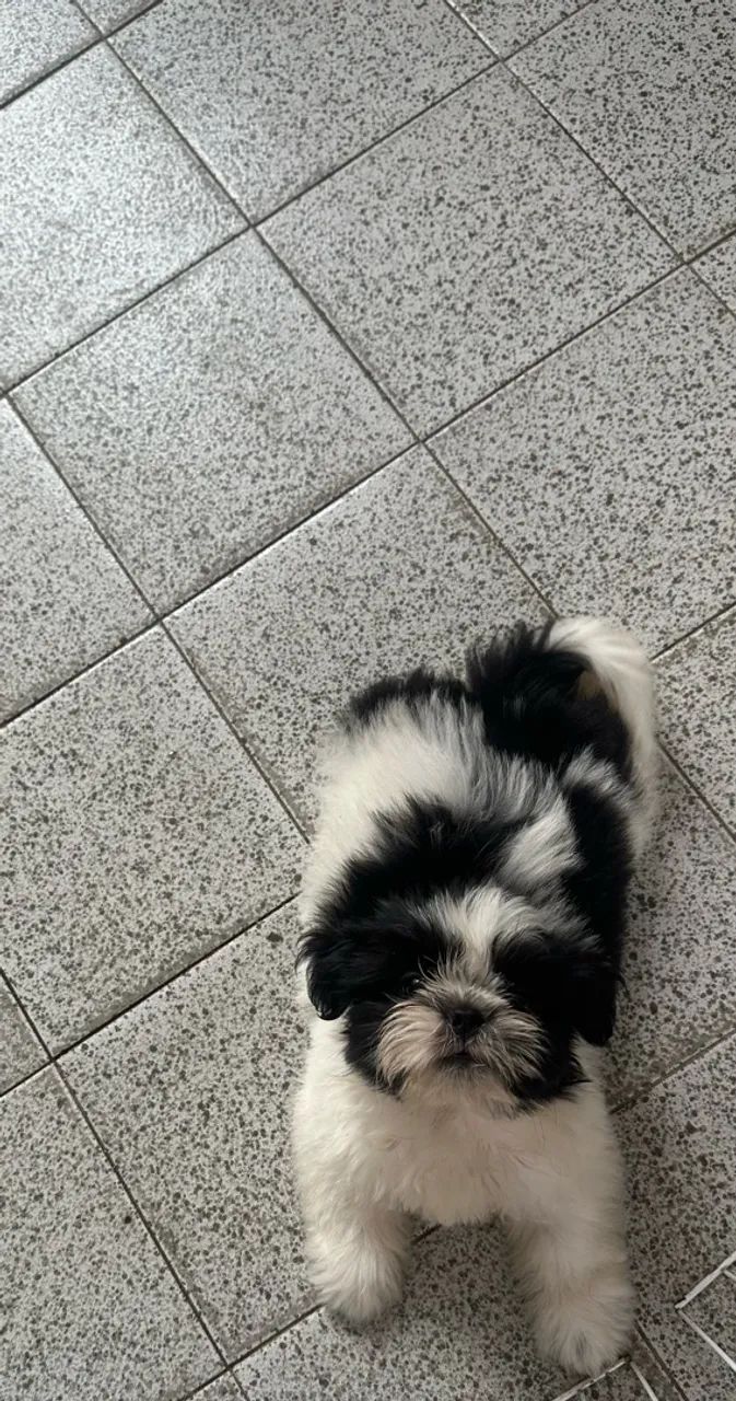 Shihtzu