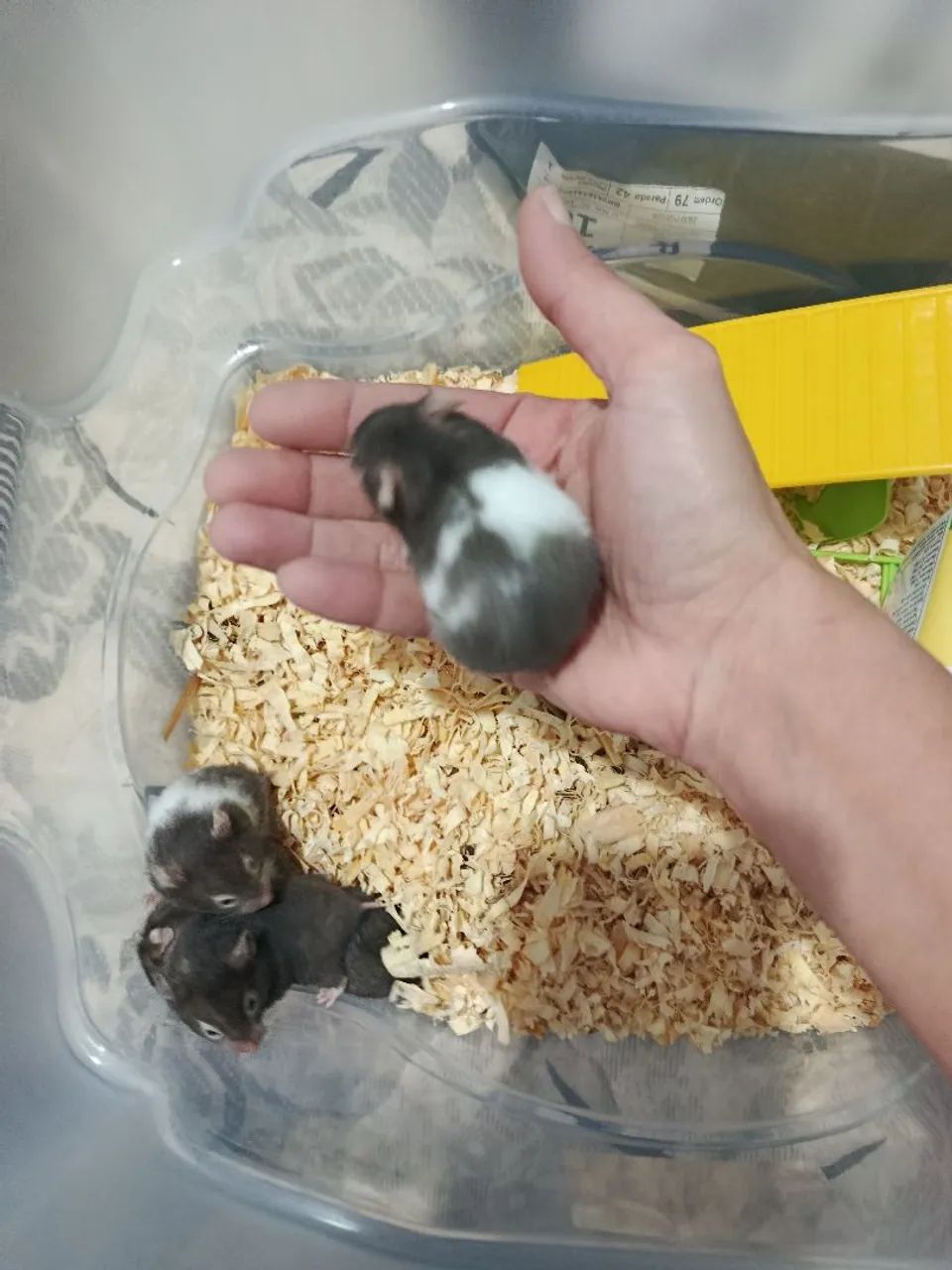 Hamster sirios - Foto 4