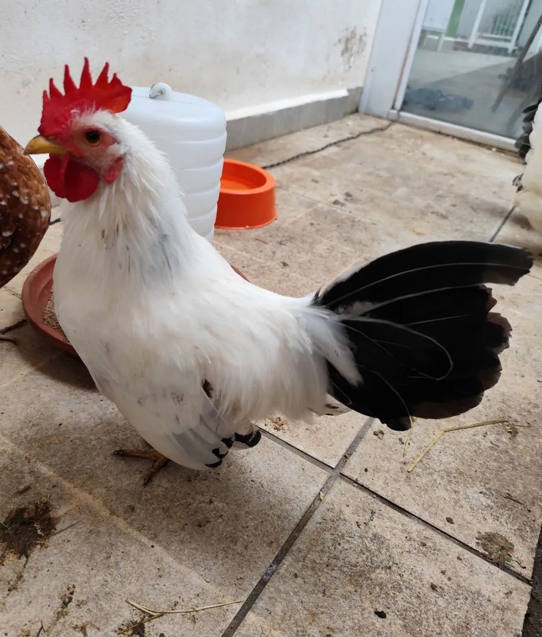 Vendo 5 garnizes jovens (2 machos e 3 fêmeas) - Foto 3