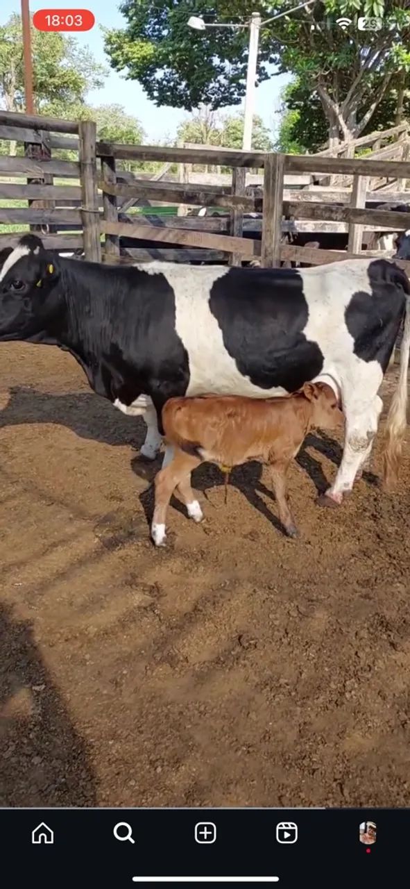 Mini vaca 