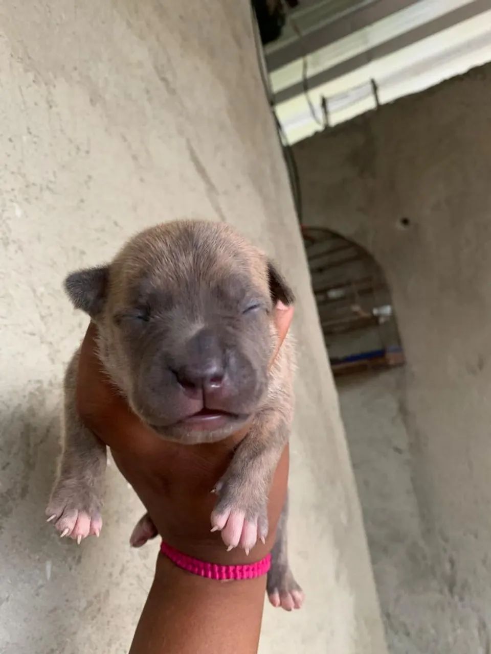 Pitbull misturado com América buler  - Foto 3
