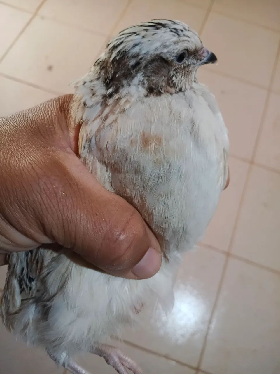 Vendo lindas codornas gigantes 15 reais a unidade , já em postura , são novas. - Foto 5