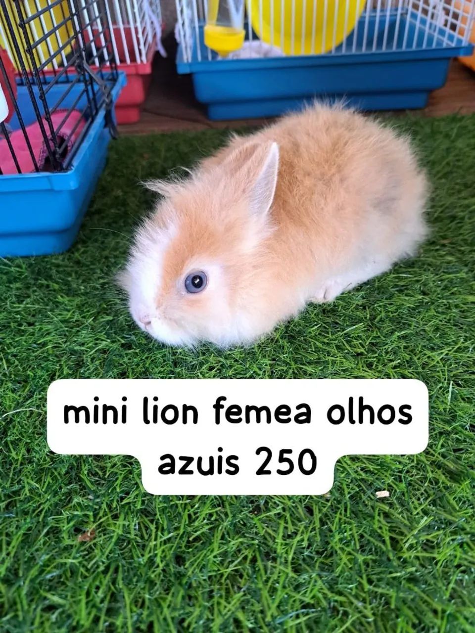 mini coelhos Fazenda Rio Grande 