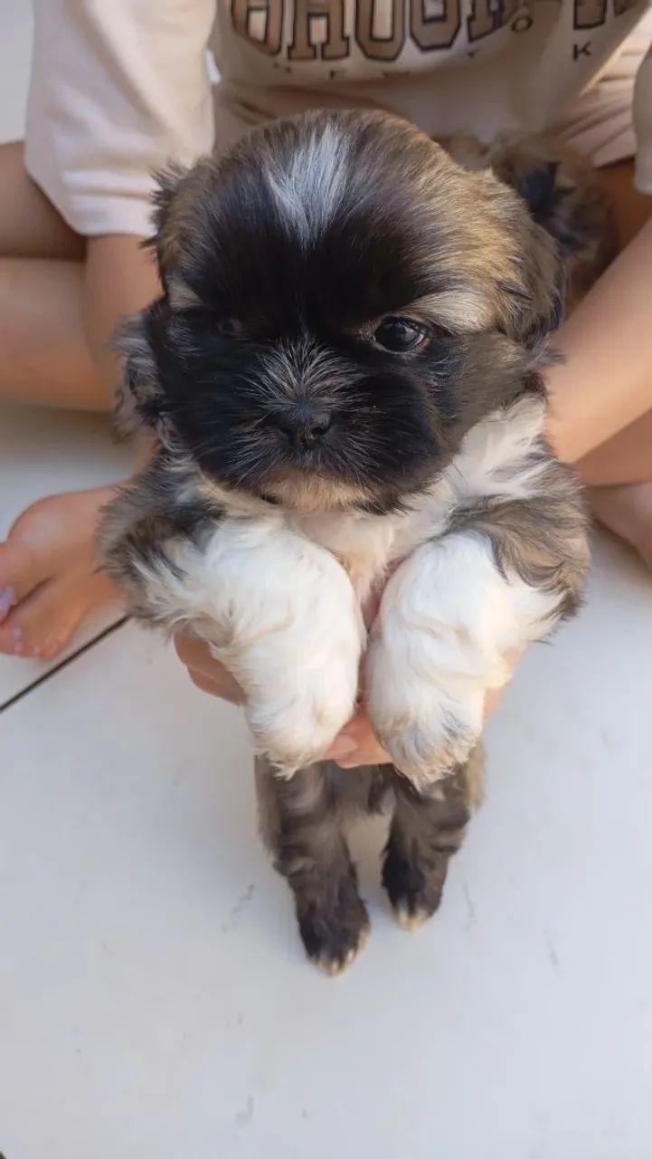 Vende cachorro Shitzu macho trata 44.9. *