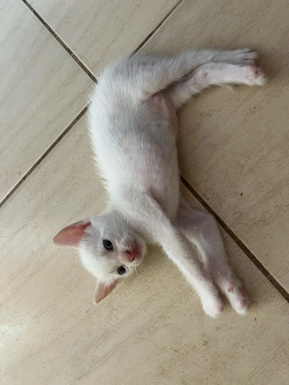 Gatinha branca 