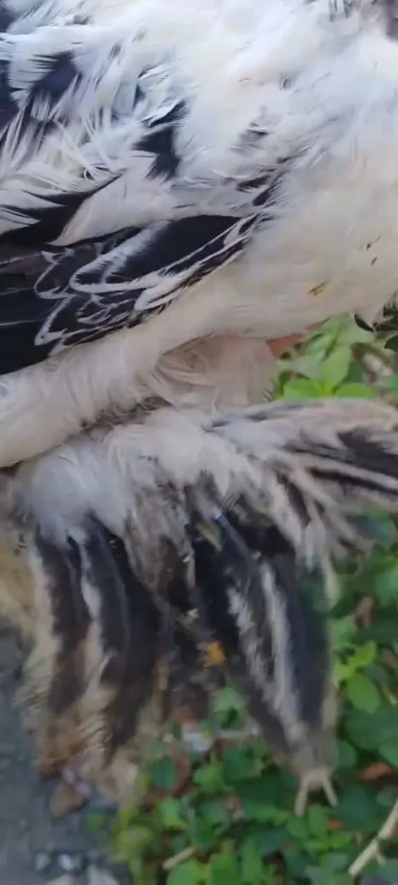 Galinha   brahma casal - Foto 3