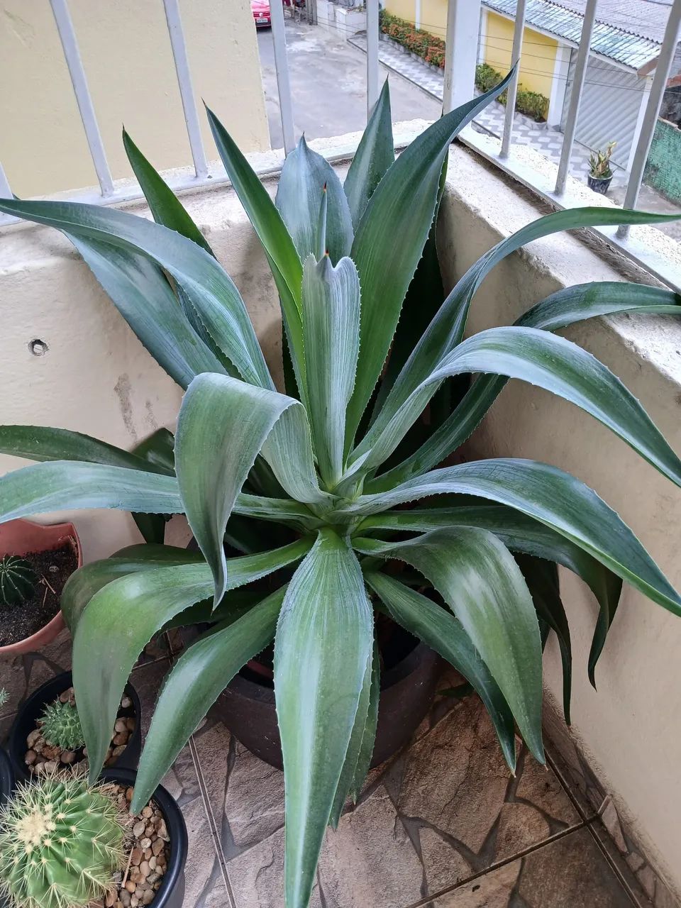 Agave 