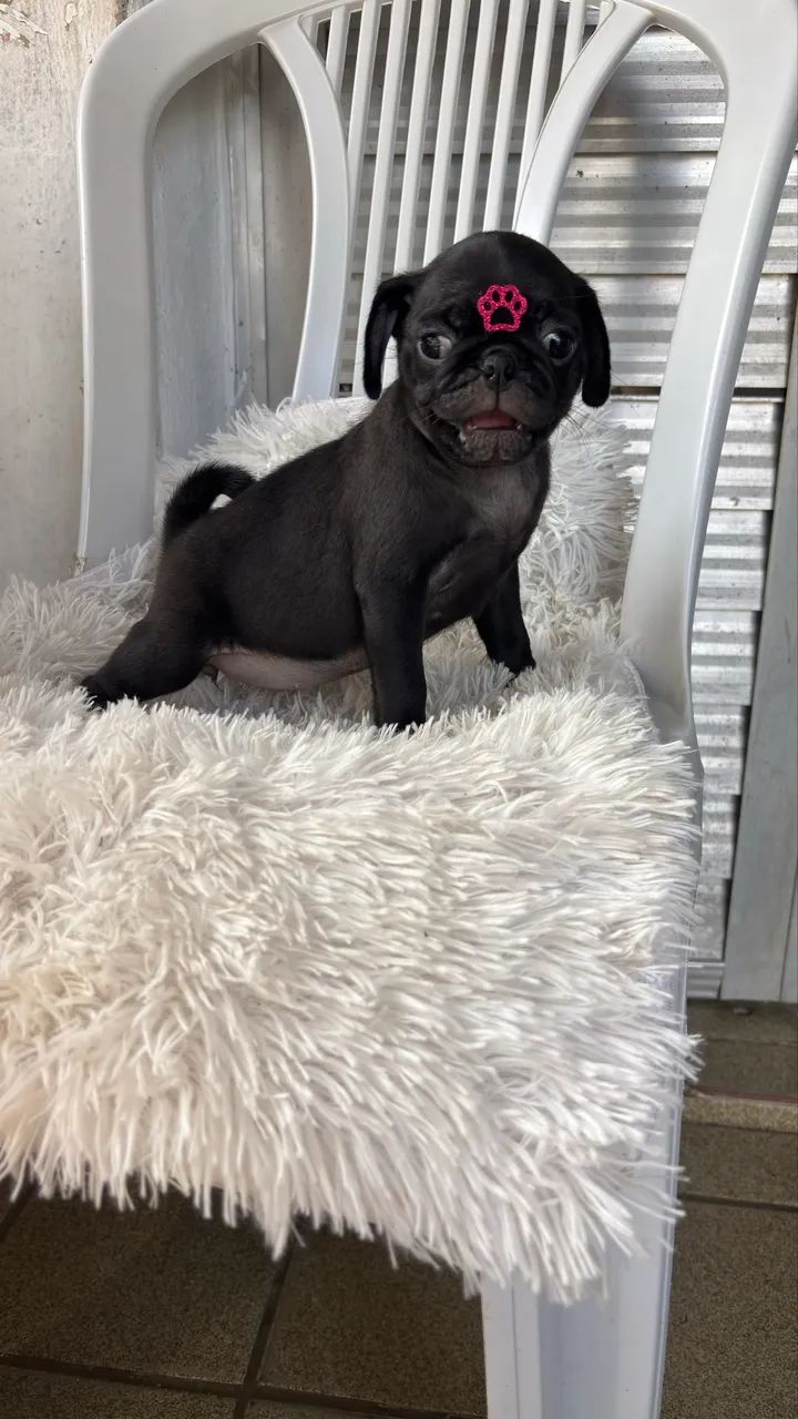 PUG FÊMEA  - Foto 2