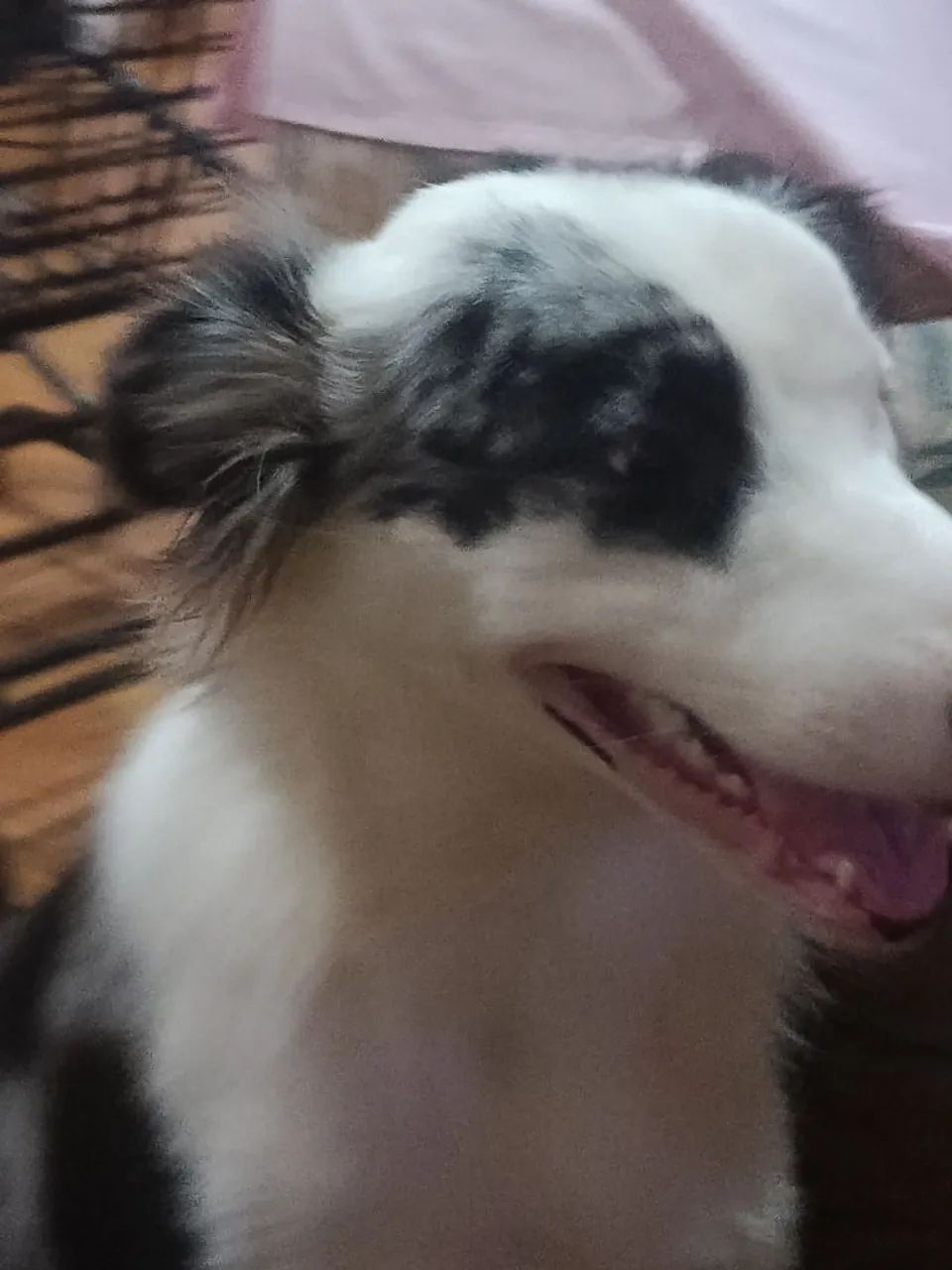 Border Collie  - Foto 3