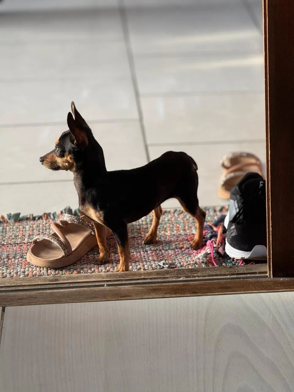 Pinscher - Foto 2